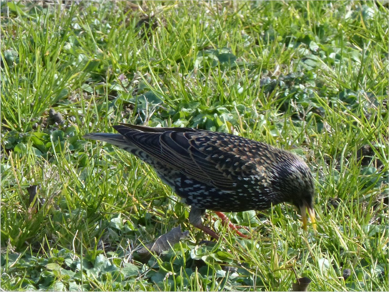 Oiseaux