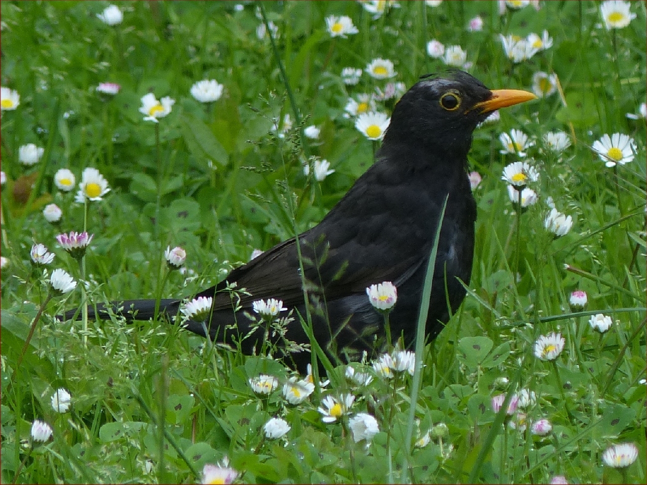 Oiseaux