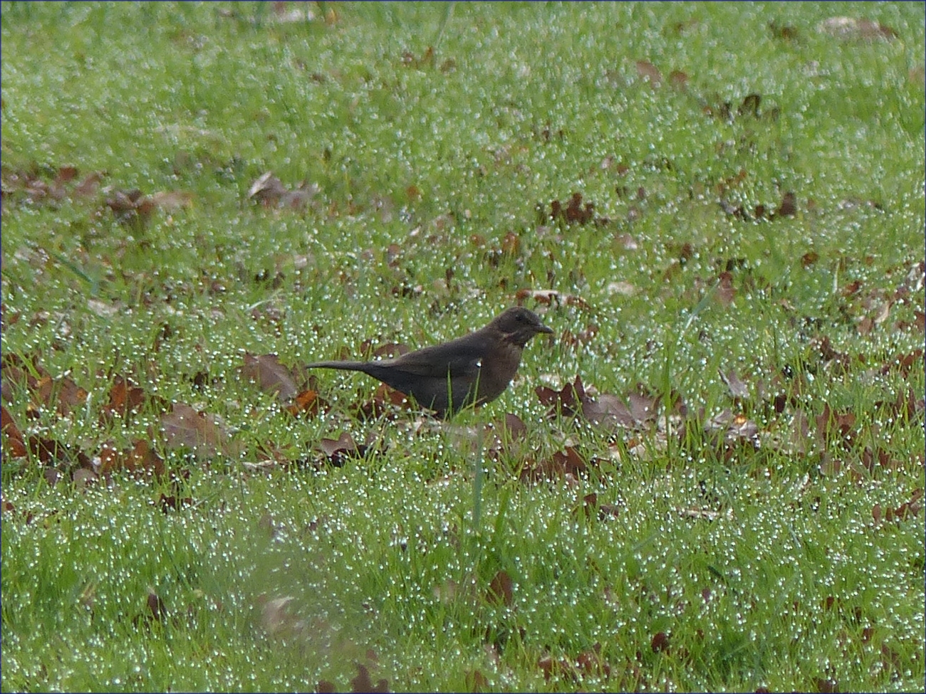 Oiseaux
