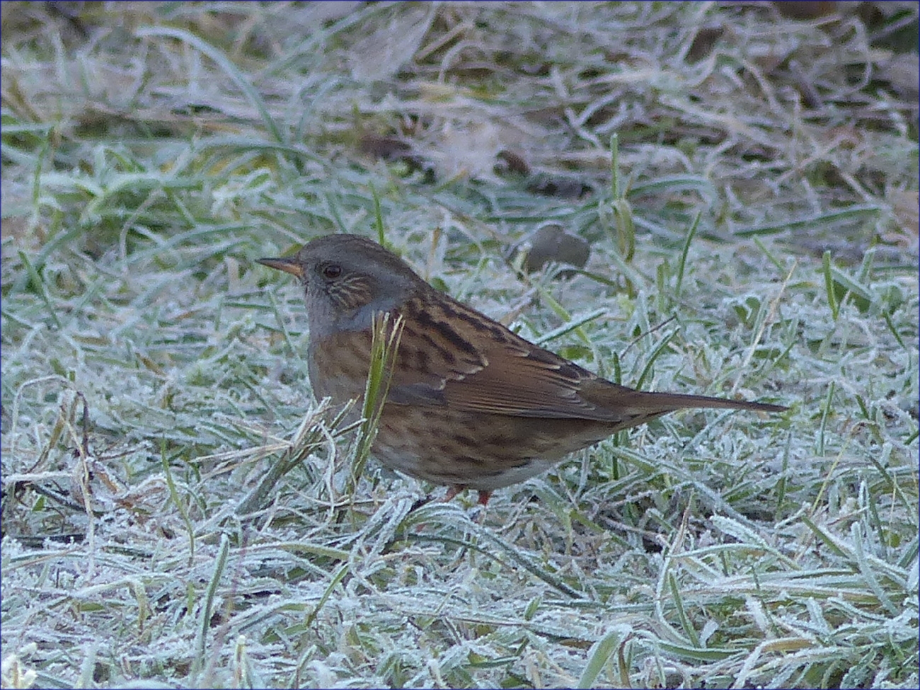 Oiseaux