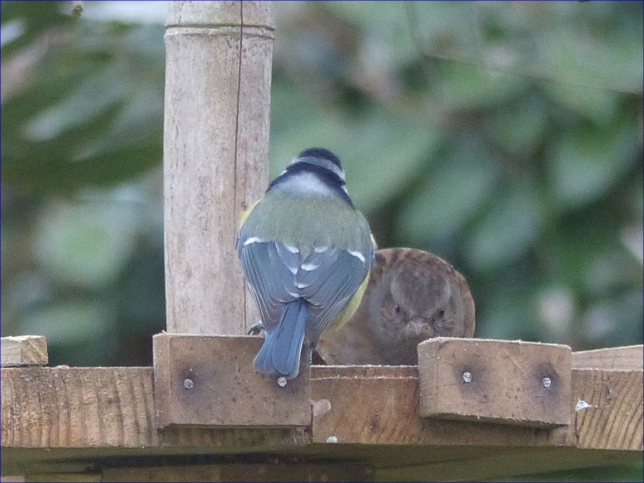Oiseaux