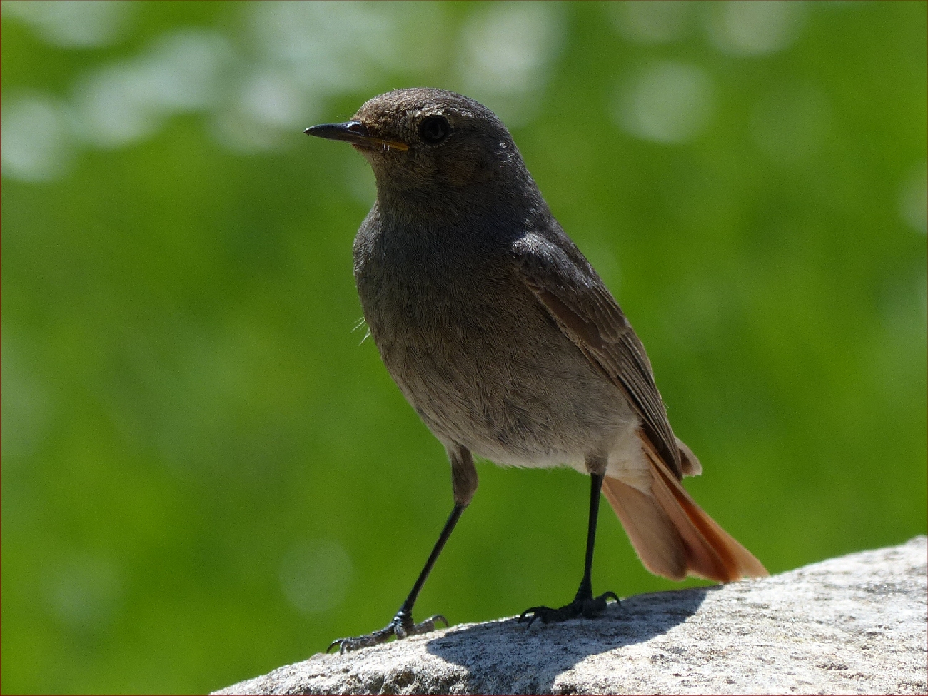 Oiseaux