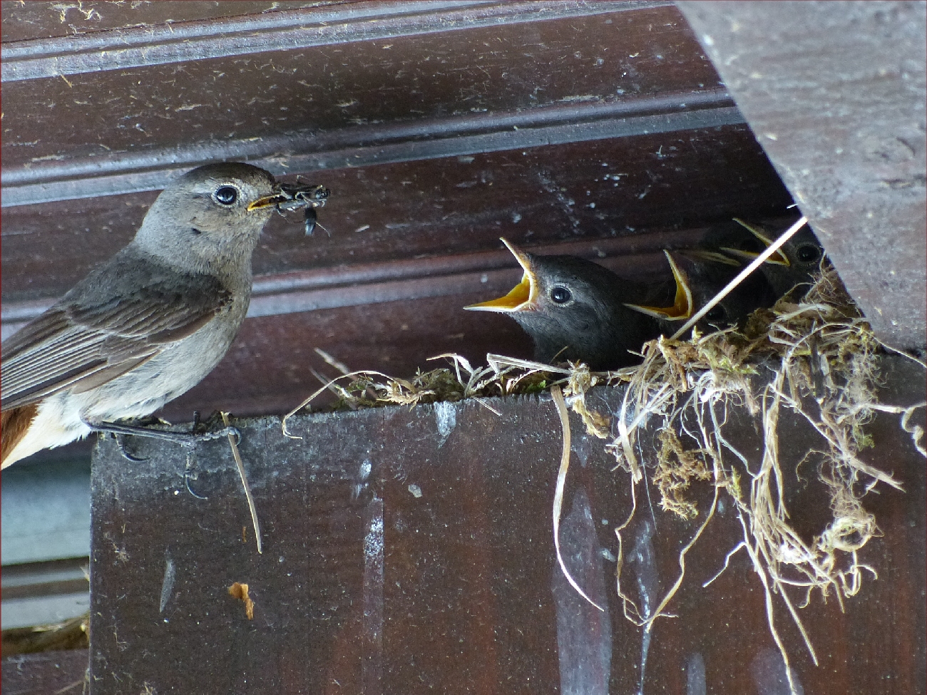 Oiseaux