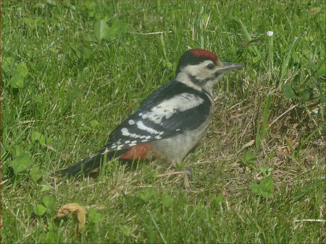 Oiseaux