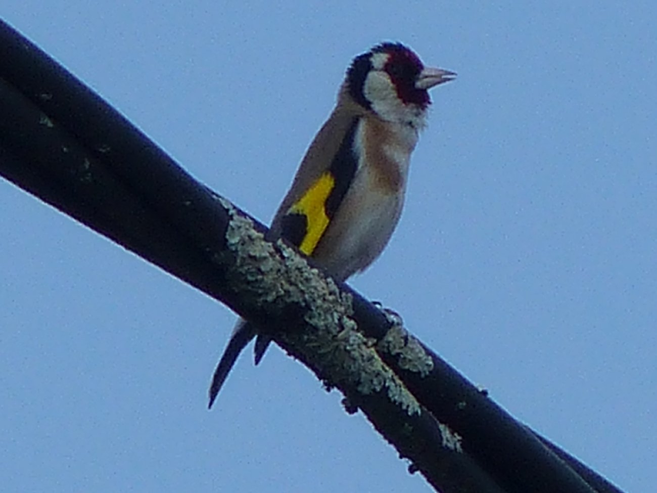 Oiseaux