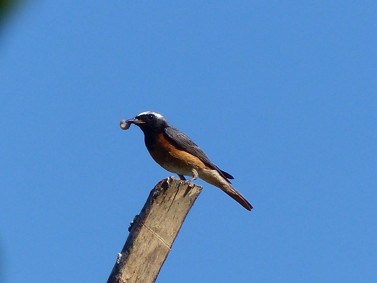 Oiseaux