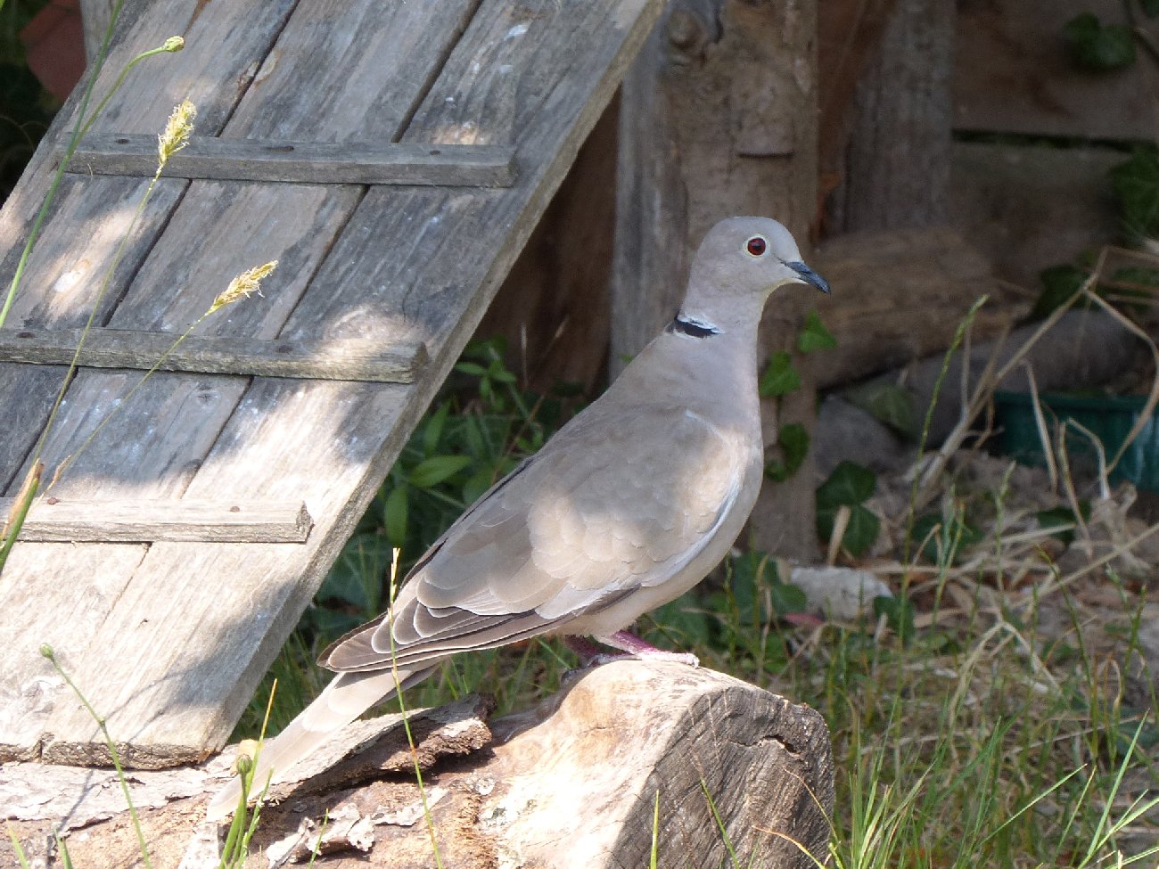 Oiseaux