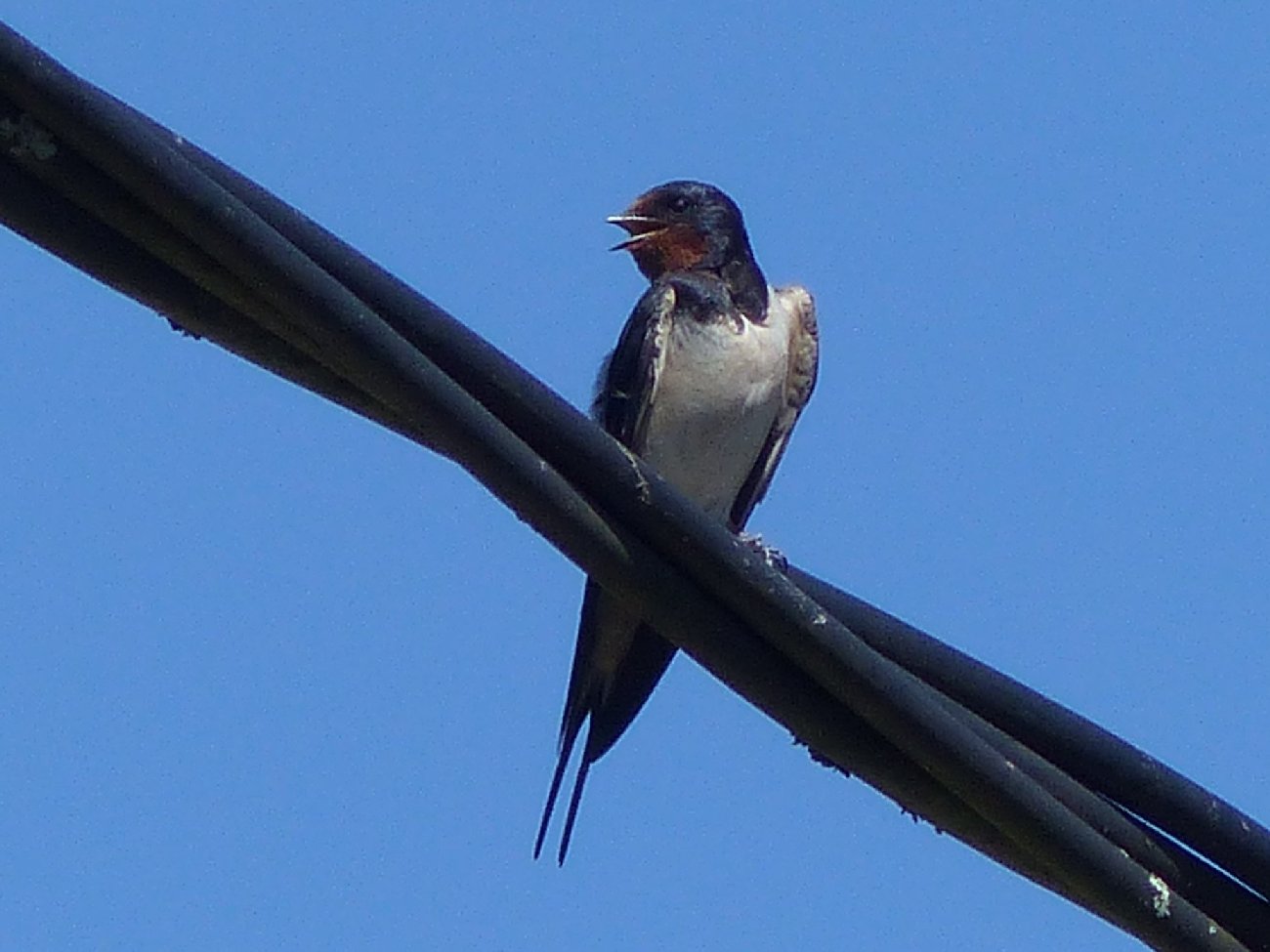 Oiseaux