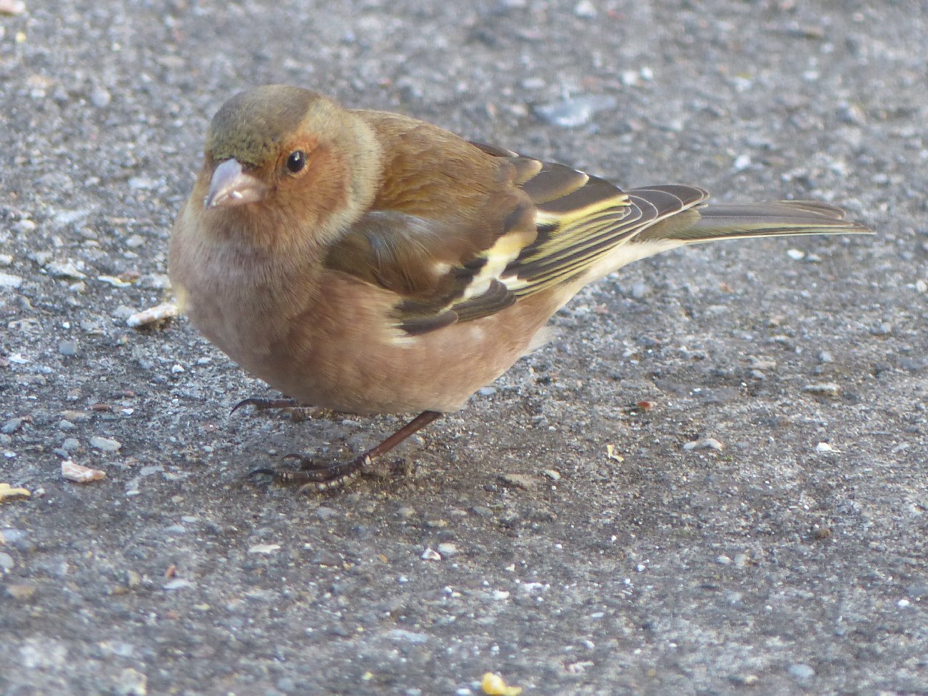 Oiseaux