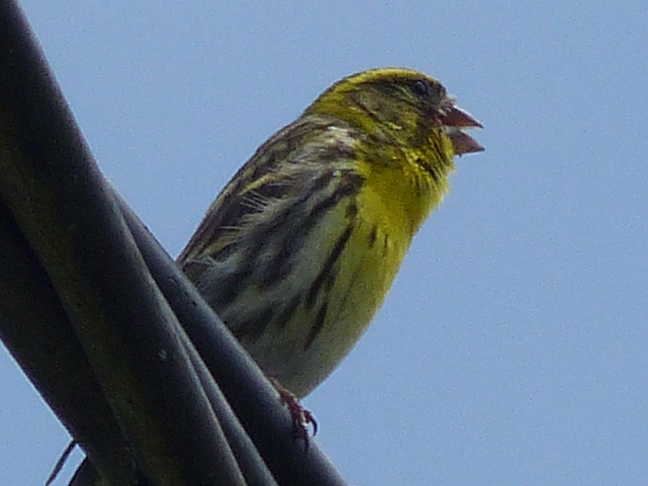 Oiseaux
