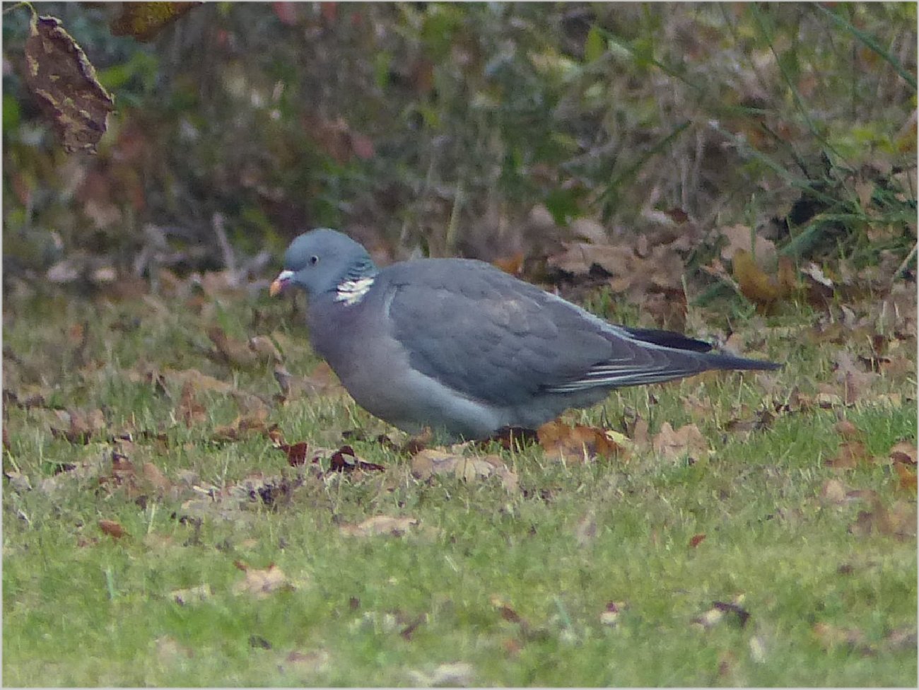 Oiseaux