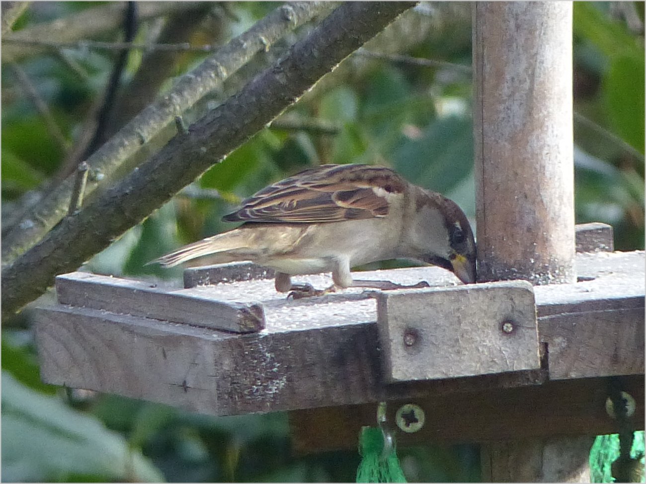 Oiseaux