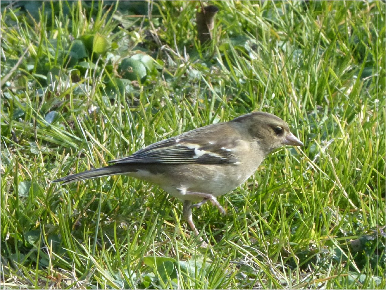 Oiseaux
