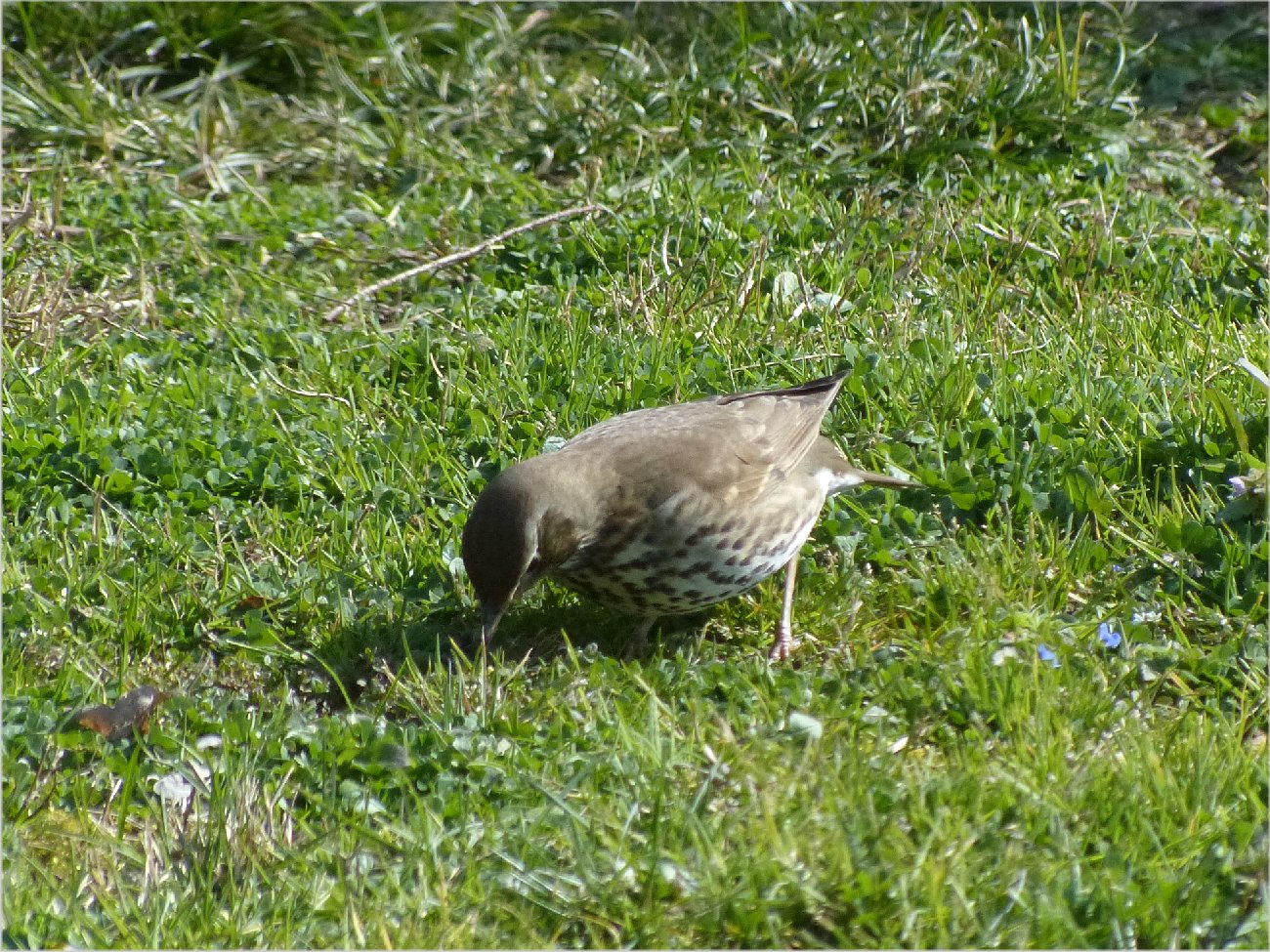 Oiseaux