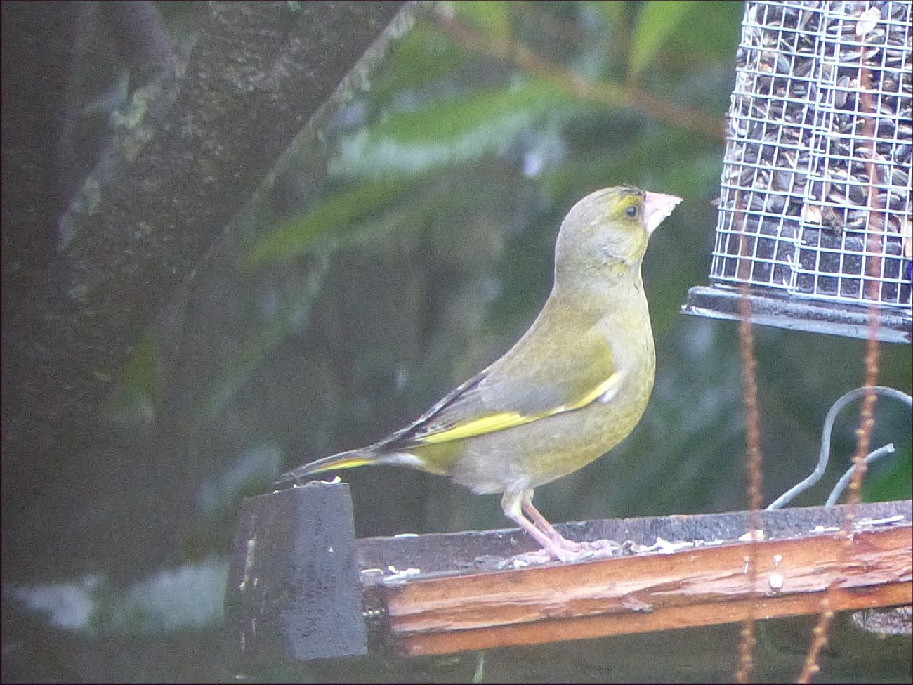 Oiseaux