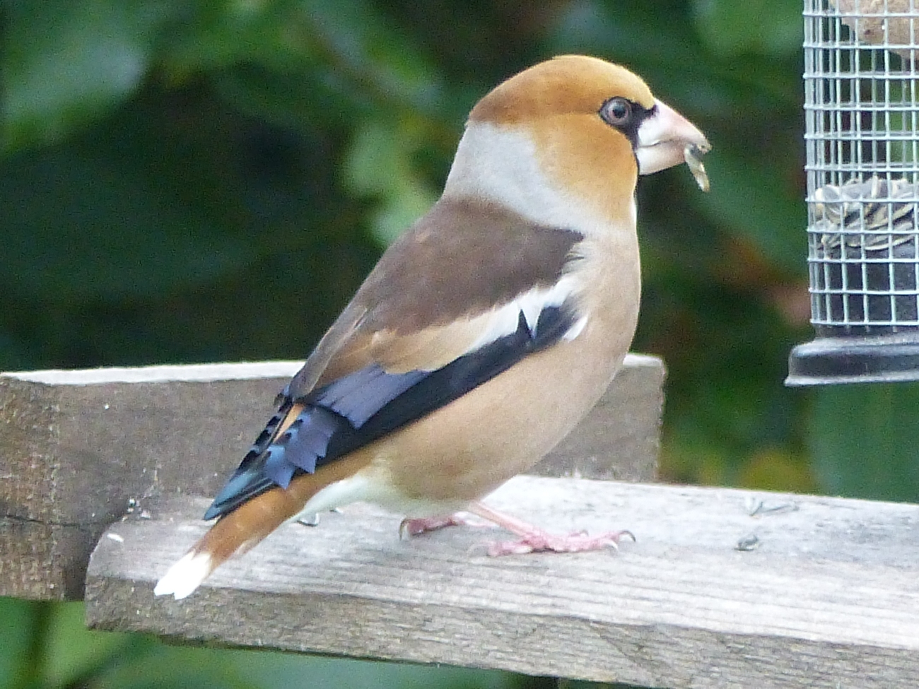 Oiseaux