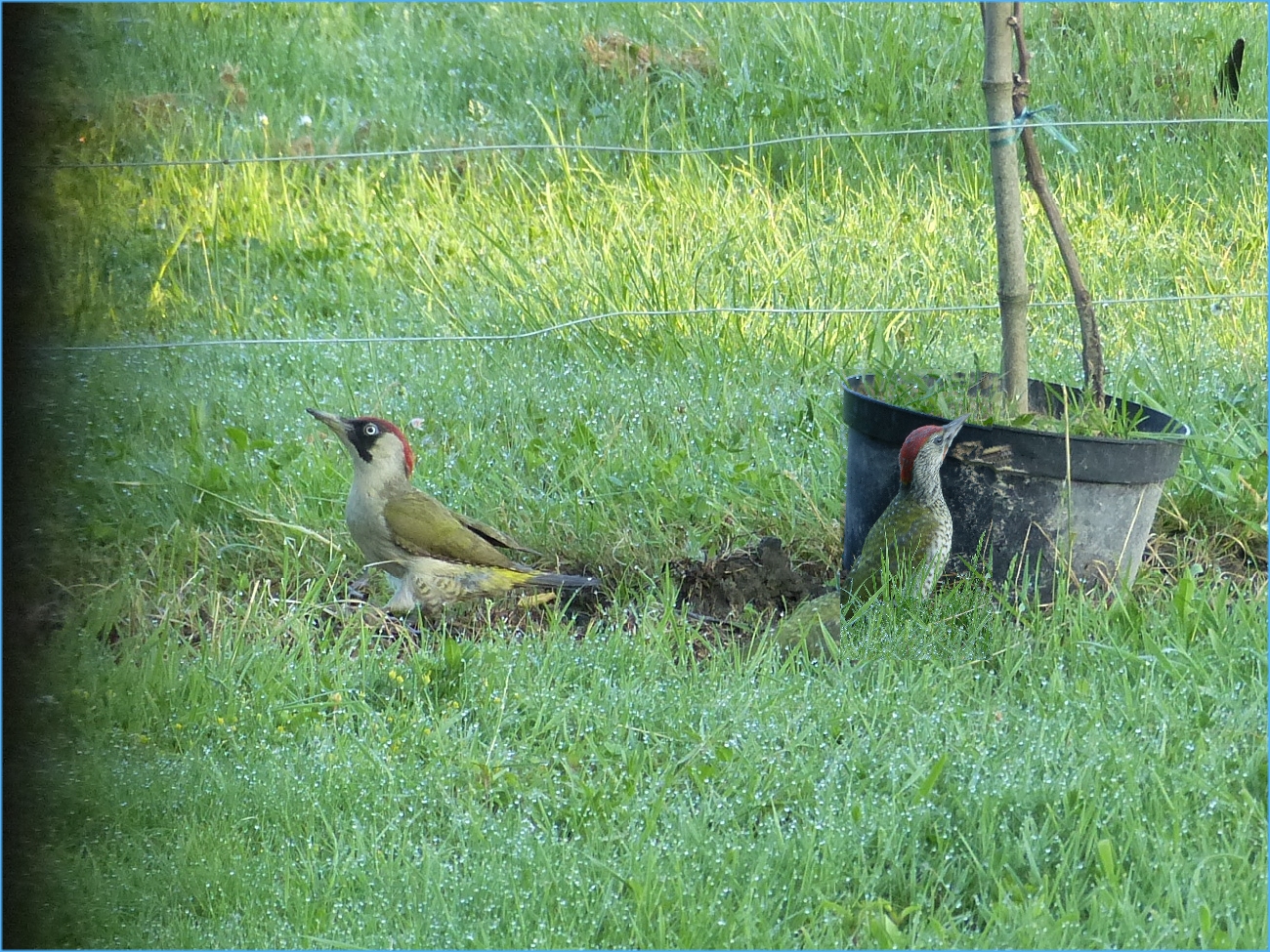 Oiseaux